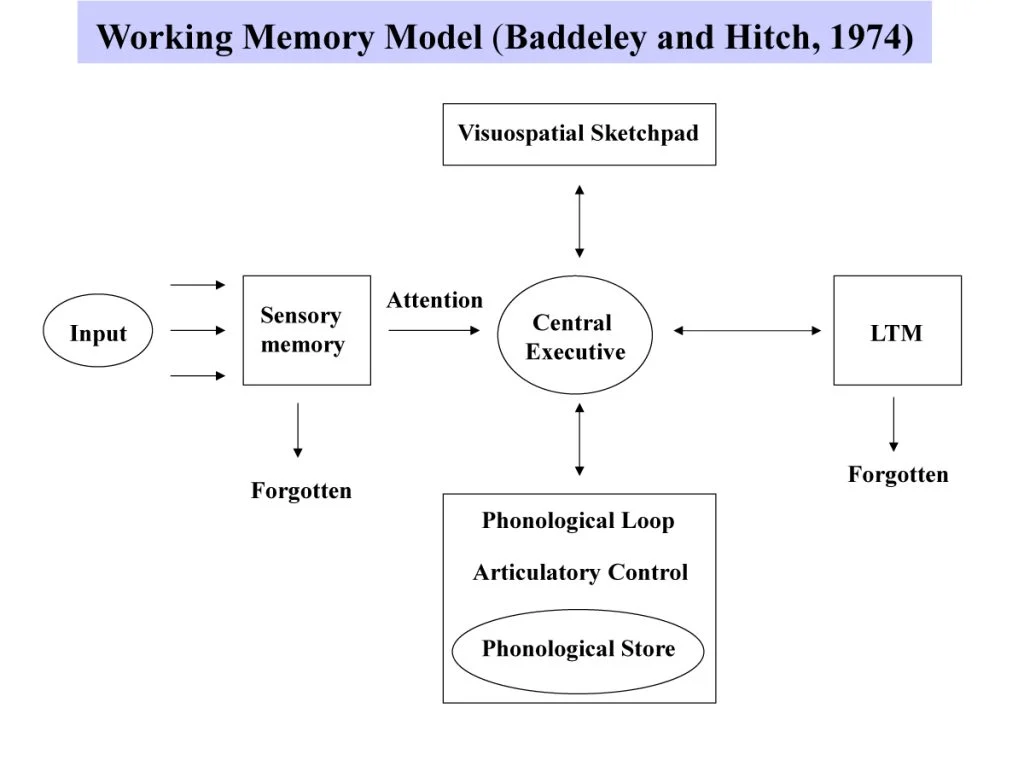 <p>explains how short term memory works as an active system uses to temporarily store and manipulate information </p>