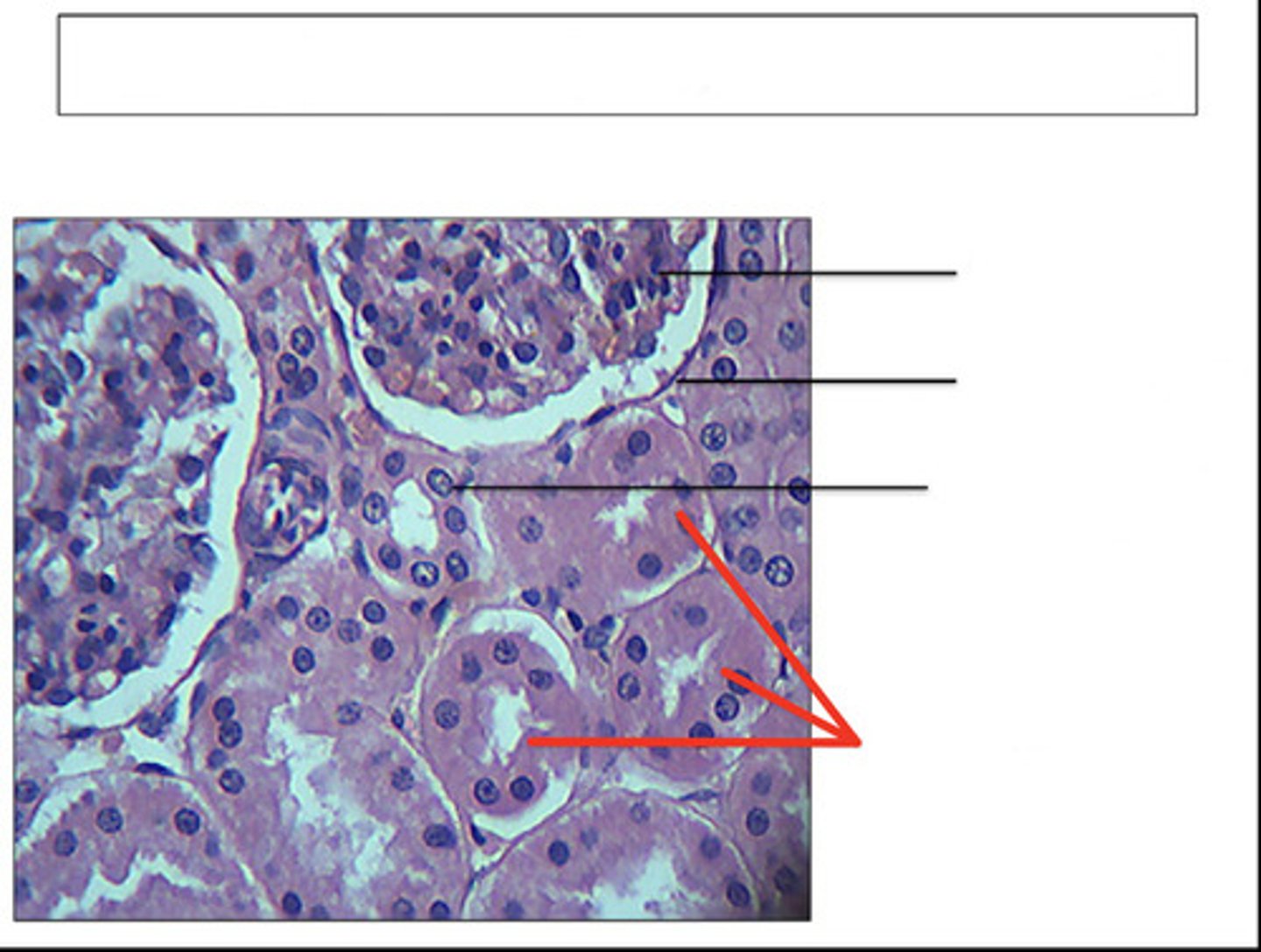<p>identify this structure and organ</p>