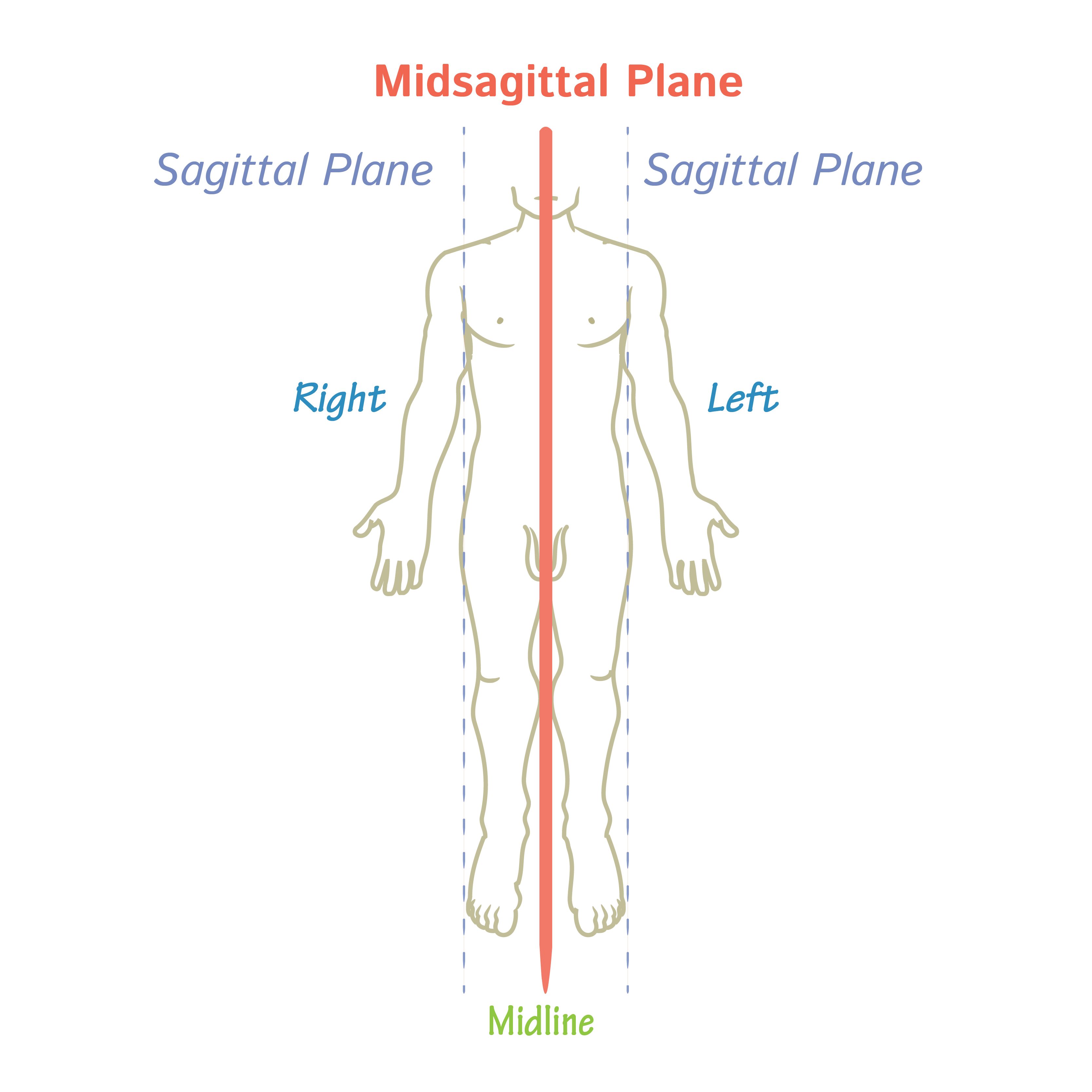 <p>divides body into equal right and left parts</p>