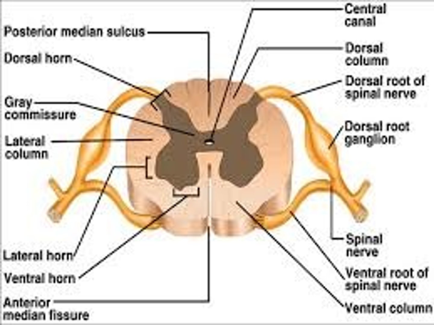 <p>Contain sympathetic motor neurons of autonomic nervous system.</p>
