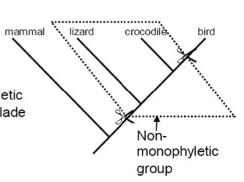 <p>rectangular cut on a phylogenetic tree in the middle</p>