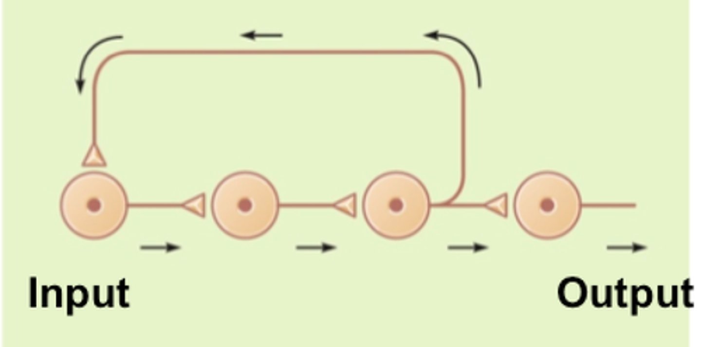 <p>neurons stimulate one another in a sequence</p>