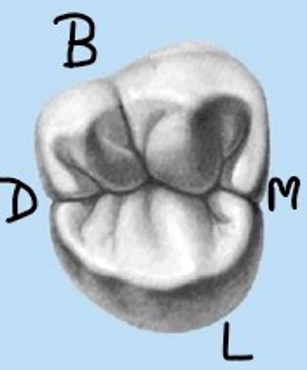 <p>Mesiobuccal, distobuccal, and lingual</p>