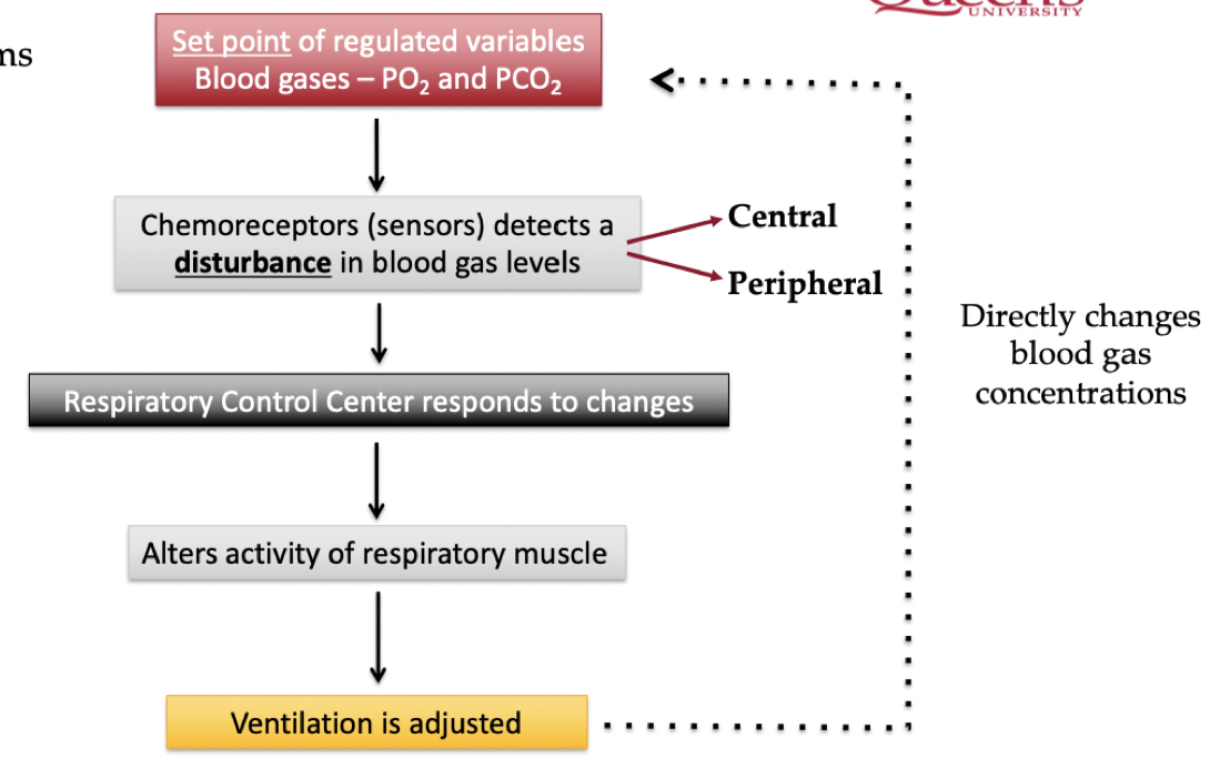 <ul><li><p>When oxygen drops, ventilation is increased</p></li><li><p>increasing ventilation increases alveolar PO2, which increases ∆P for O2 into the blood</p></li><li><p>When CO2 rises, ventilation is increased</p><ul><li><p>Increasing ventilation decreases alveolar PCO2, this increases the ΔP for CO2 diffusion out of the blood</p></li></ul></li></ul>