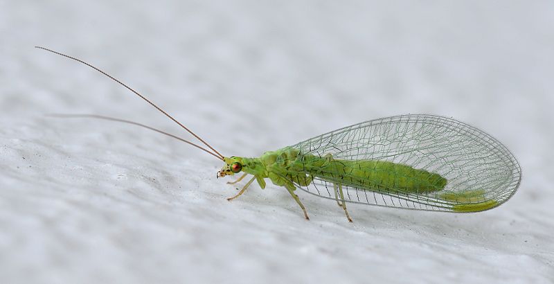 <p>net-winged insects</p>