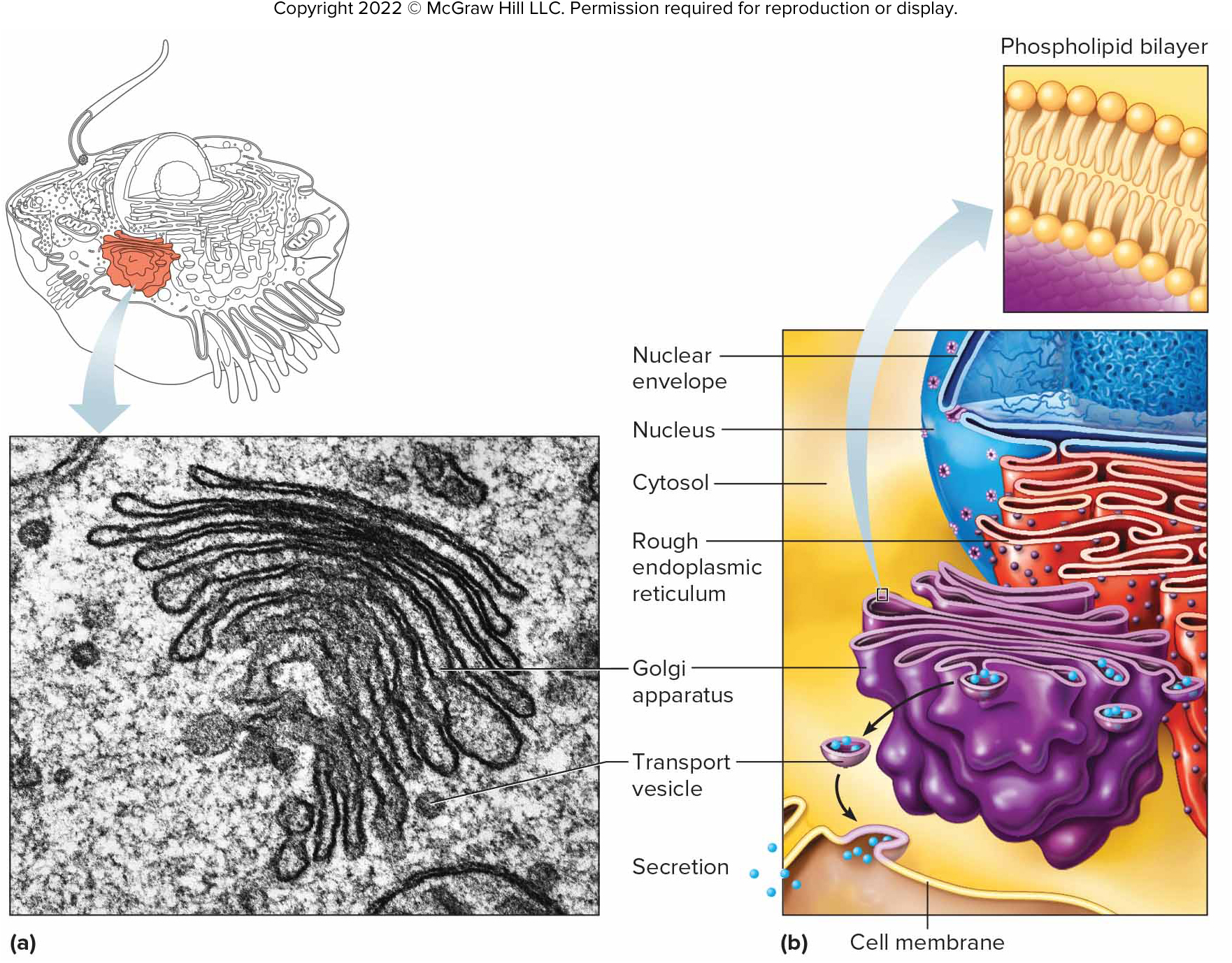 <p>Golgi Apparatus</p>