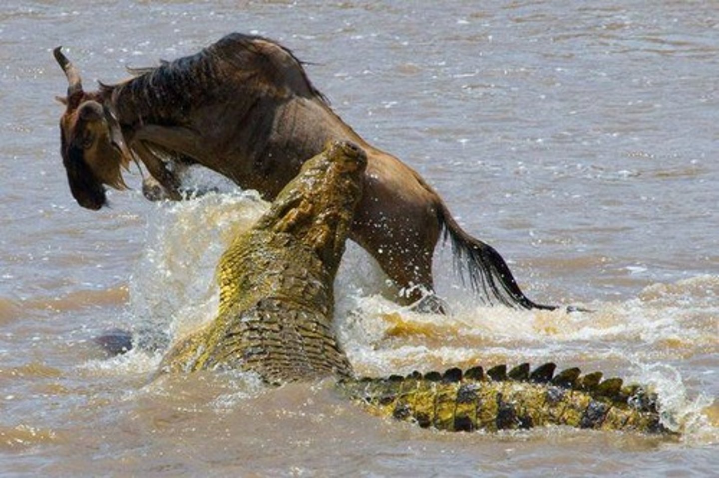 <p>Migrants may be targeted by predators that wait for them to enter their range, such as Nile crocodiles waiting for wildebeest.</p>