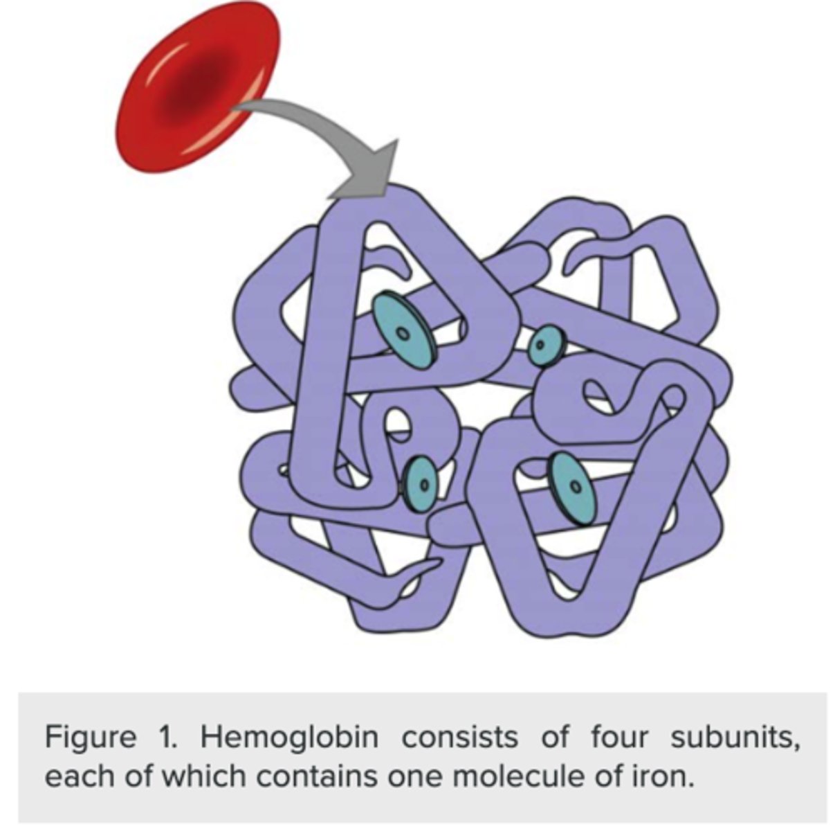 <p>heme</p><p>(Note: organic molecule</p><p>with an iron atom in the center)</p>