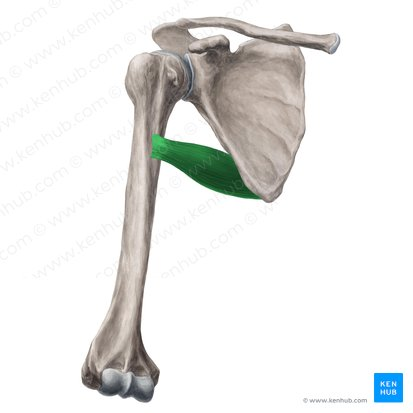 this muscle’s origin is ___