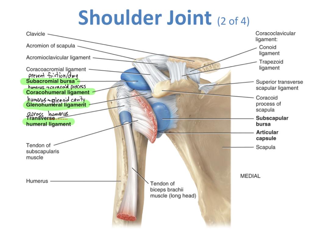 <p>-coracohumeral ligament, glenohumeral ligaments, transverse humeral ligament, glenoid labrum, bursae</p>