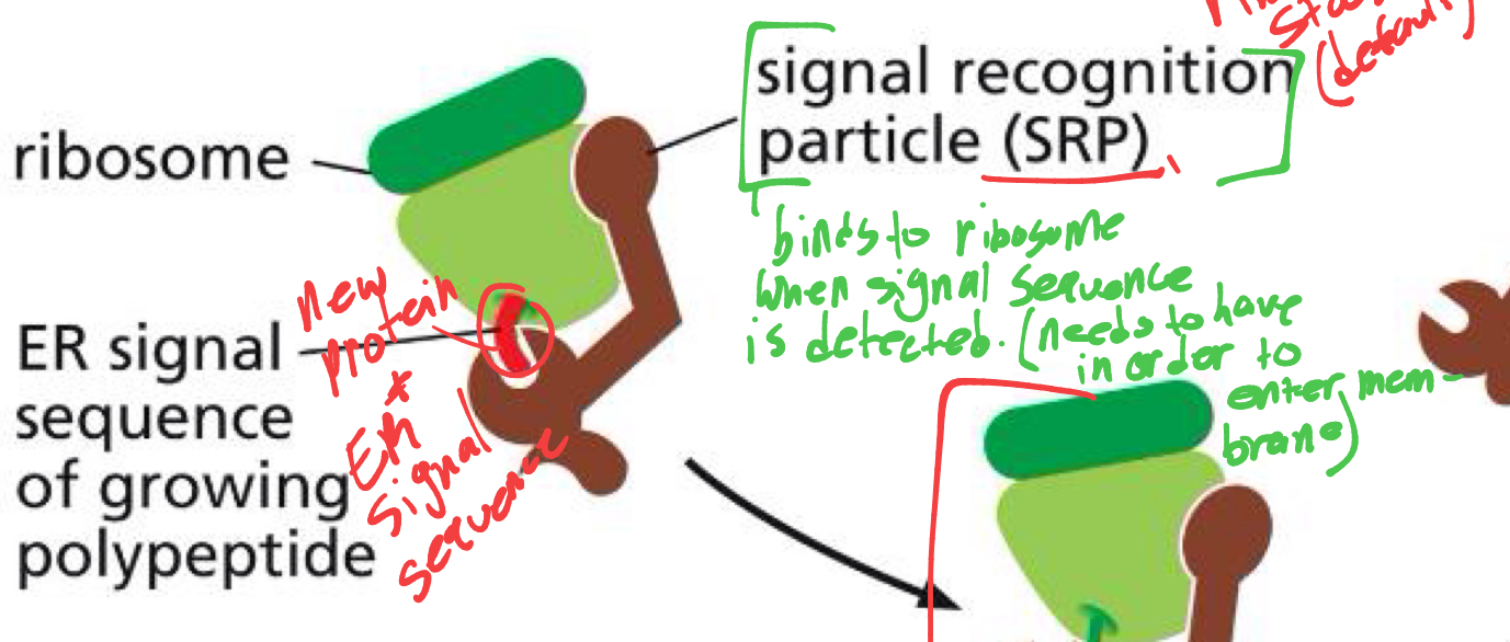 <p>the signal receptor particle (SRP), as it binds to the ribosome once the signal sequence is detected. </p><p>it is the clearance to enter the membrane, without it the protein cannot enter. </p>