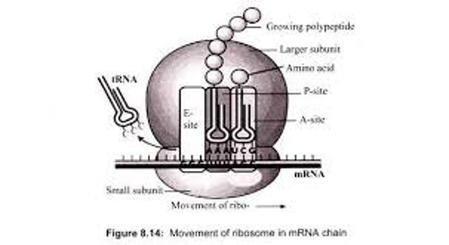 <p>(C) P-site</p><p>The P-site on the ribosome is where the polypeptide chain is forming. The name "P-site" comes from the word "polypeptide."</p>