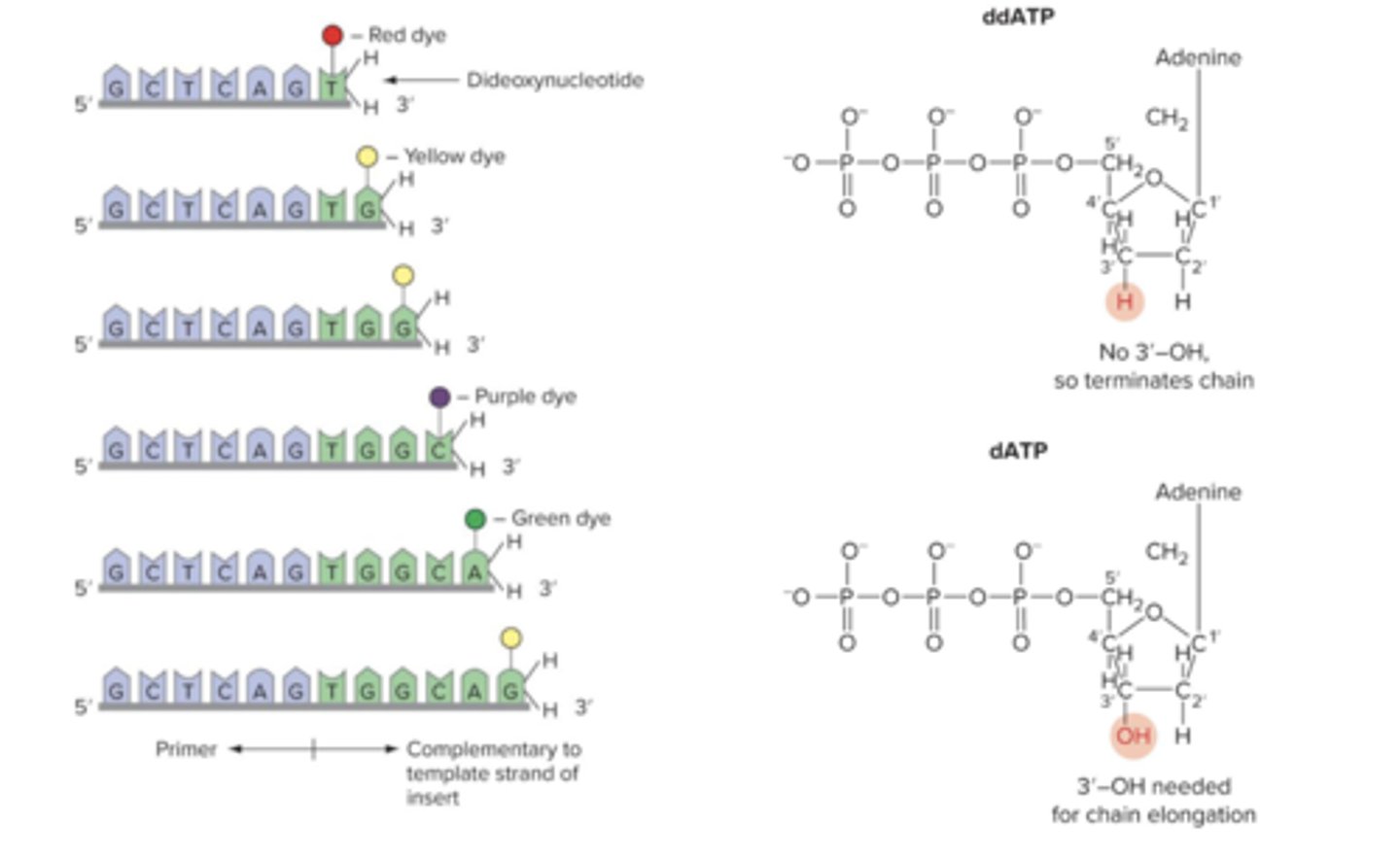 <p>it acts as a cap and no further nucleotides are added (synthesis stops)</p>