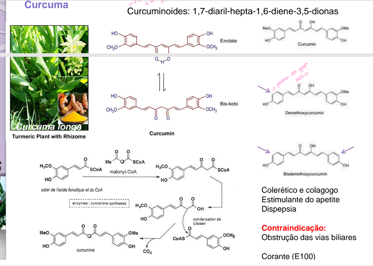 <p>É composta por curcuminoides: 2 aneis aromáticos ligados por 7 carbonos, com dicetonas, ou cetona com oh. Pode sofrer redução do metoxilo.</p><p>A biossíntese é apartir do ester do ácido ferúlico (da forma ativado, forma de coA, via chiquimato, derivado do ácido cinámico) e é adicionada uma unidade de malonil-coA (via acetato). Por condensação junta-se a uma nova unidade de ácido ferúlico devido a enzimas, por descarboxilação sai CO2.</p><p>É colerético, colagogo, estimulante do apetite, e para dispepsia.</p><p>Contraindicado: obstrução das vias biliares e como corante. </p>