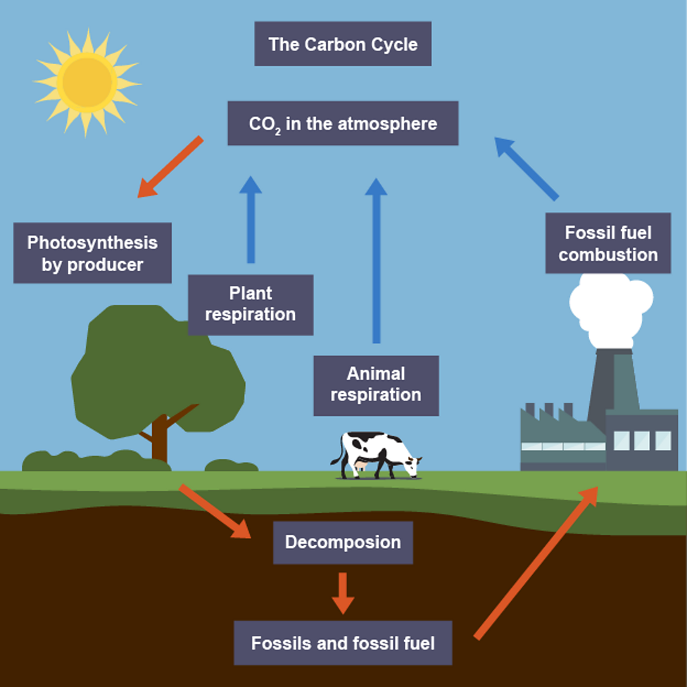 <p>carbon is constantly removed from, and returned to, the environment keeping it in balance</p>
