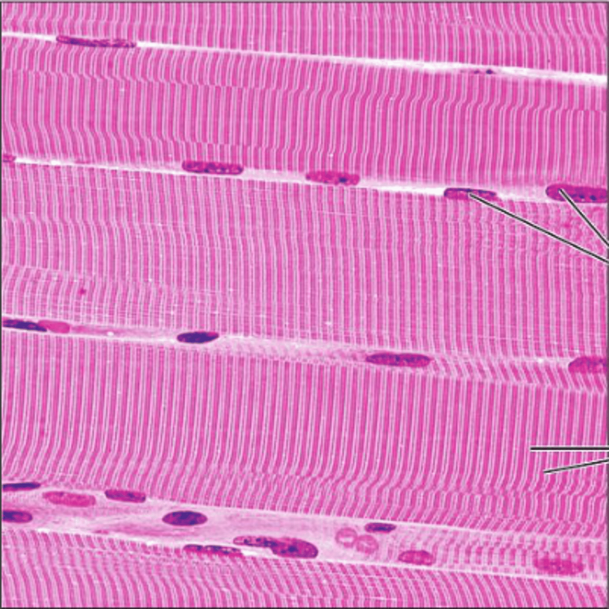 <p>What type of tissue is this?</p>