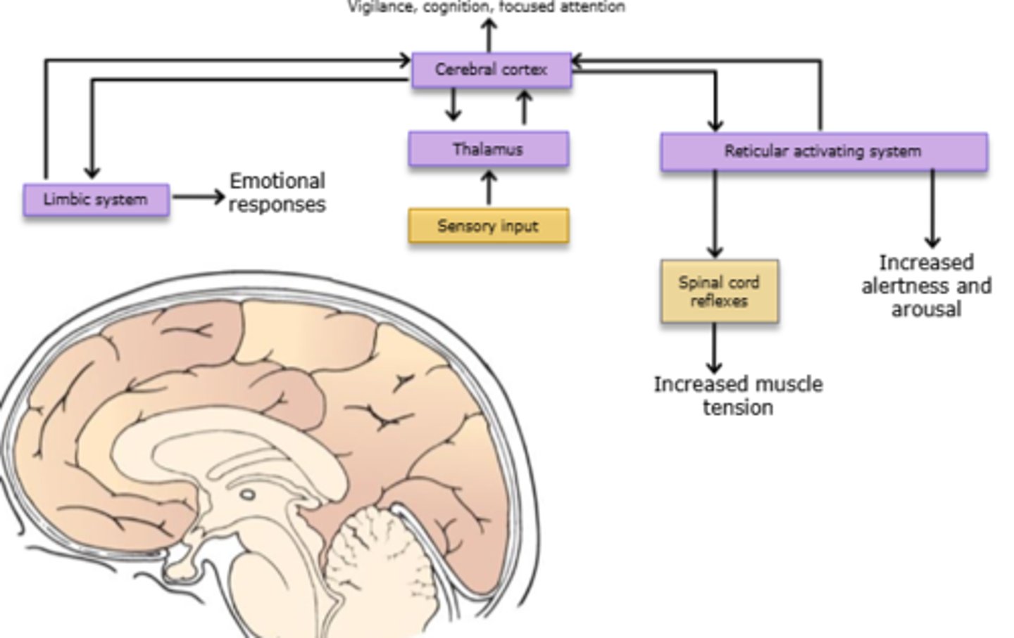 <p>*Sensory input (stressor) can be external (ex. pain) or internal (ex. fear).</p><p>Whatever the sensory input, the response is the same</p>