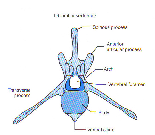 <ul><li><p><span style="color: rgb(0, 0, 0)">Large and bulky</span></p><ul><li><p><span style="color: rgb(0, 0, 0)">Support weight of abdominal organs and structures</span></p></li></ul></li><li><p><span style="color: rgb(0, 0, 0)">Number varies by species</span></p></li></ul>