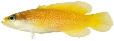 <p>Brownish above with yellow to cream below</p><p>The upper portion of the head is dark with a pale stripe along the profile</p><p>body and unpaired fins are covered in close-set tiny spots (dense at dorsal)</p><p>Spot pattern can be uniform or broken with pale blotches underneath</p><p>“The freckled fish”</p>