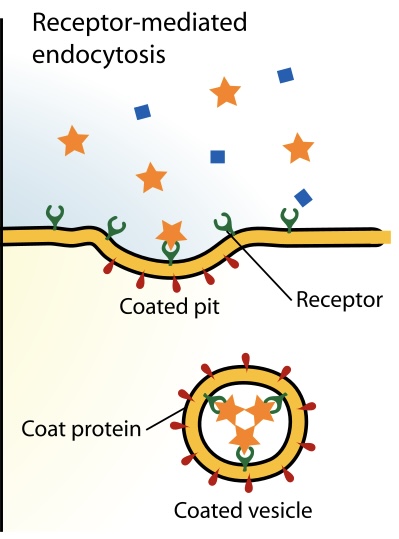 <p><mark data-color="unset" style="background-color: unset; color: inherit;">A cellular process for selectively taking up specific molecules from outside the cell</mark><span>. It involves the binding of a ligand (the molecule) to a specific receptor on the cell's surface, which triggers the binding of the plasma membrane to form a vesicle containing the ligand and its receptor</span></p>