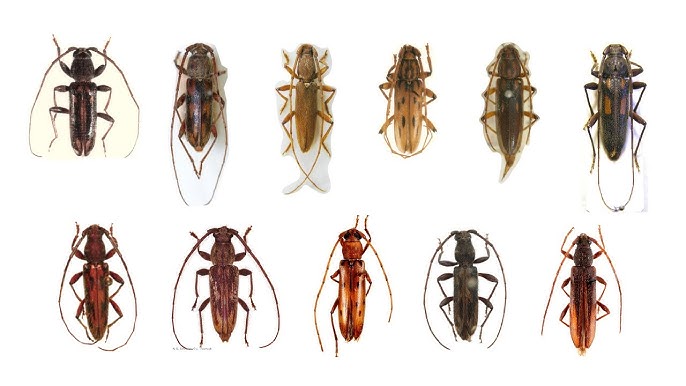 <p>Long-horned Beetles</p><p>Order Coleoptera</p>