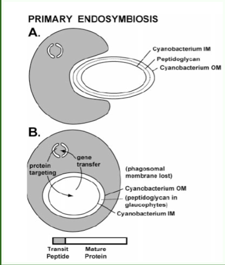 <ul><li><p>Host feeds on cyanobacteria</p></li><li><p>Instead of breaking down the chloroplast, there’s gene transfer (cyanobacteria genome reduced though)</p><ul><li><p> Peptidylglycan layer lost</p></li><li><p>Phagosomal membrane lost</p></li></ul></li><li><p>Cyanobacteria’s membranes are retained so it doesn’t die when the host does</p></li><li><p>Leads to evolution of chloroplast organelle</p></li></ul><p></p>