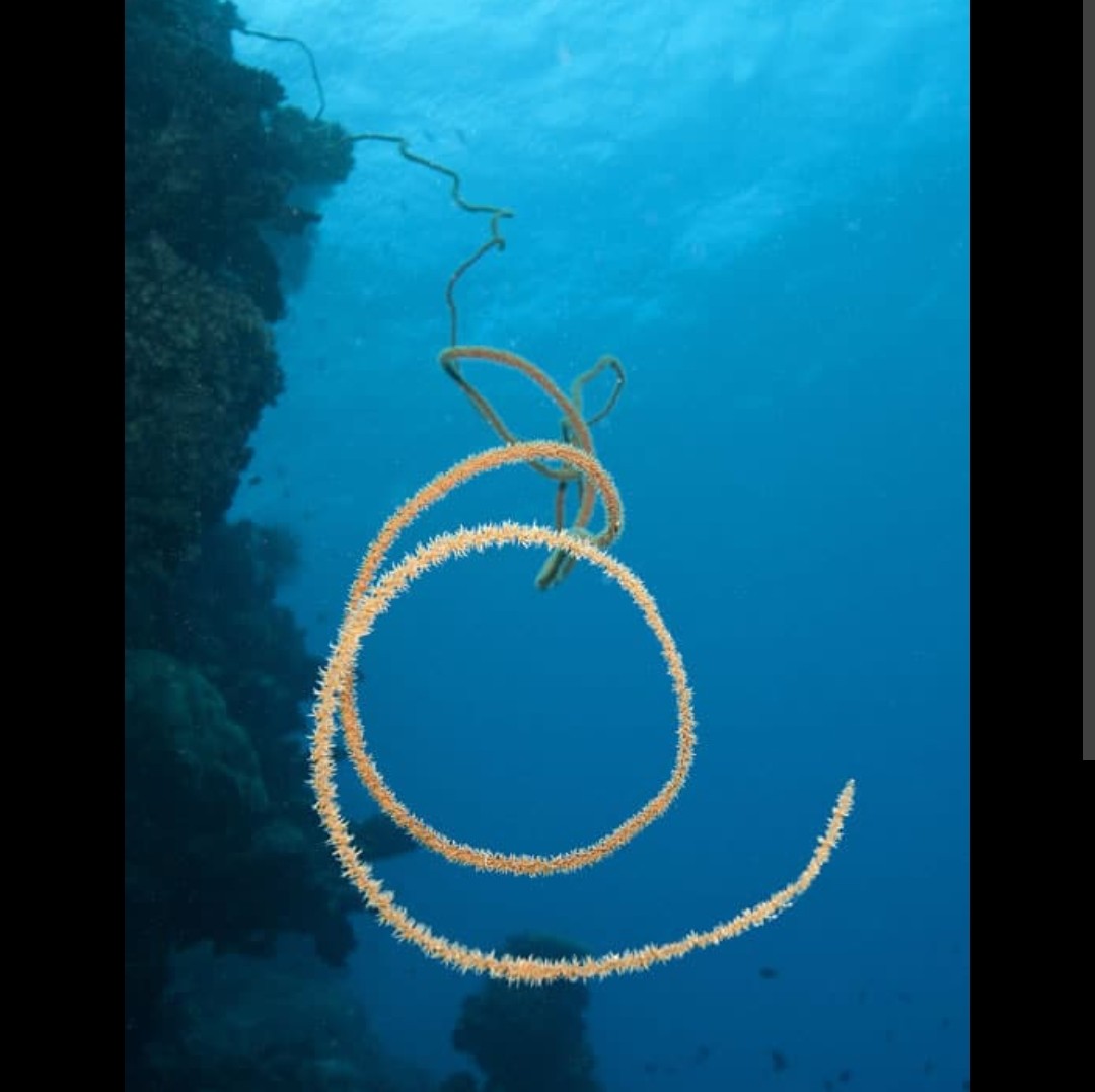 <p>Antipathidae family</p><p class="has-focus">single, long, slender stalk that can grow several meters in length. The stalk may be straight or, more often, coiled or twisted in a tight spiral, resembling barbed wire or a corkscrew.</p>