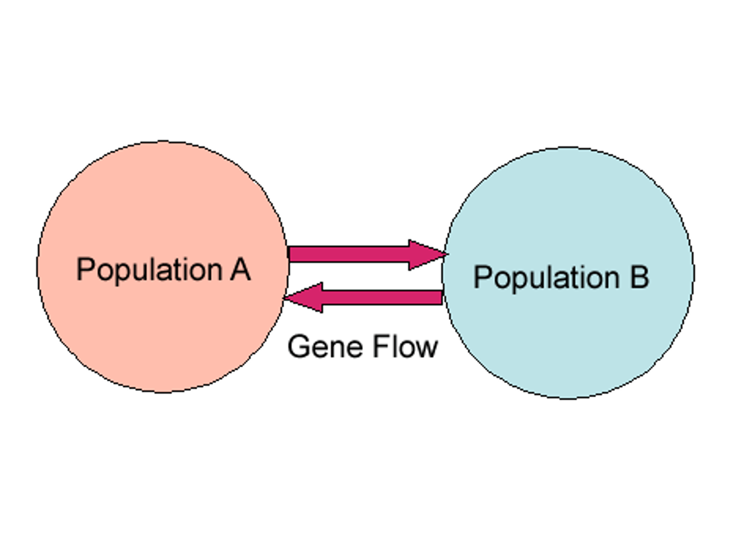 <p>1. If two populations of the same species are separated by mountains, rivers, etc. they will evolve differently</p><p>2. If a species from one of these populations migrates to the other population, diversity will increase</p>