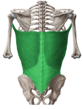 <p><span>Oorsprong: Processus spinosus van T7 – T12, Fascia thoracolumbalis,</span><span><br></span><span>binnenrand van de crista iliaca</span><span><br></span><span>Aanhechting: Crista tuberculi minoris</span><span><br></span><span>Functie: Adductie, inwendige rotatie en sterke retroflexie van de humerus</span><span><br></span><span>Oplichting van het bekken en hyperextensie van de lumbale wervelzuil</span></p><p><span>glenhumeraal</span></p>