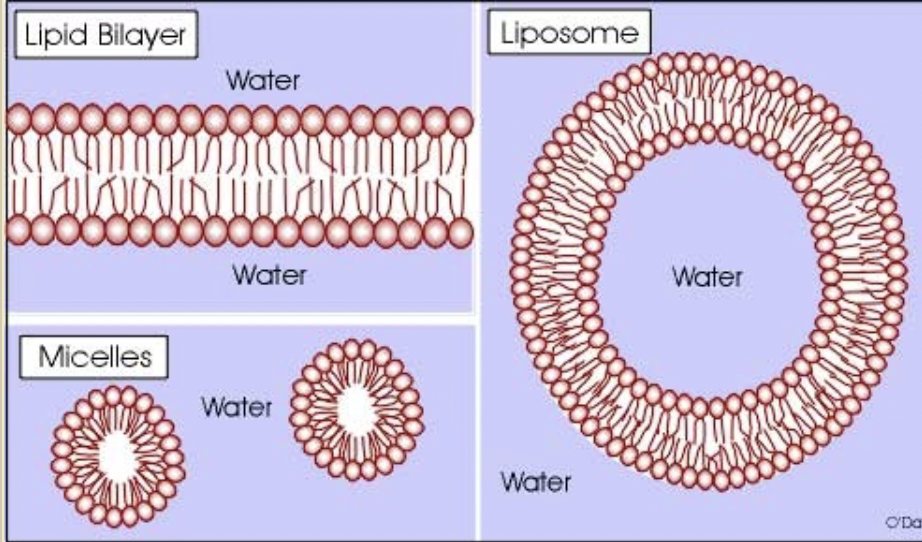 <ul><li><p>contain a nonpolar domain (hydrophobic tails) </p></li><li><p>has polar domain (hydrophilic heads) </p></li><li><p>allows is to associate w/ “like” environments , forming bilayers, micelles, liposomes </p></li></ul>