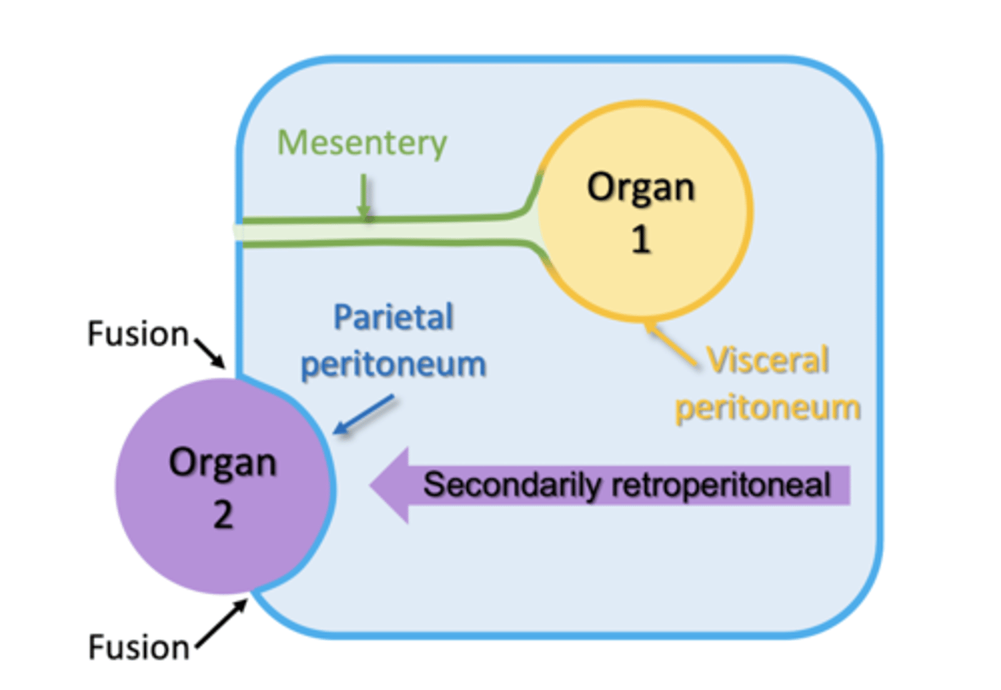 <p>organs that move posteriorly after developing a mesentery</p><p>-retain the same blood, lymph, and nerve supply as intraperitoneal</p>