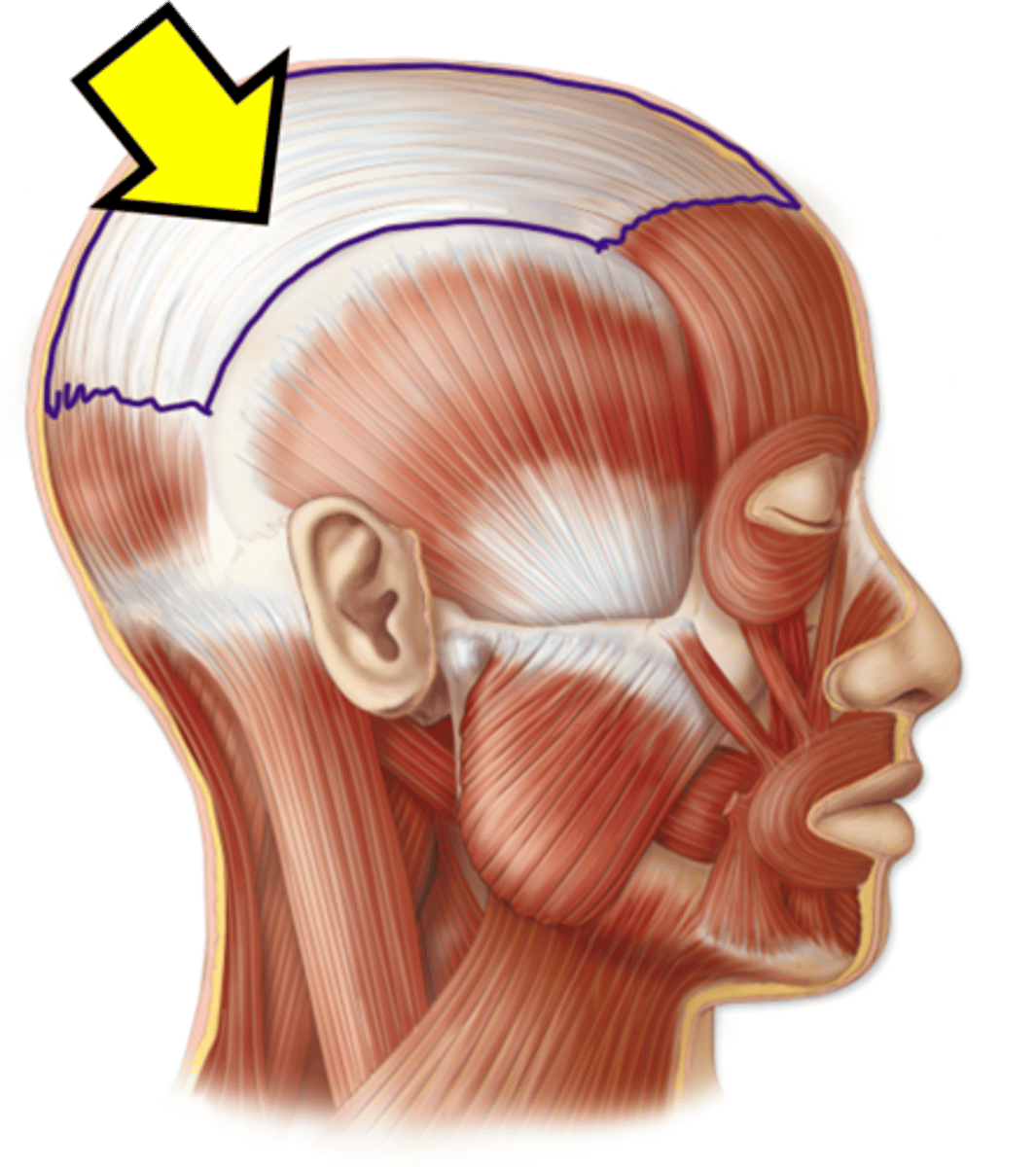 <p>Name the white part</p>