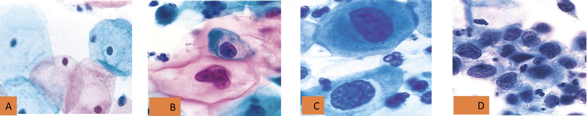 <p>A- Identify</p><p>B- Describe </p>