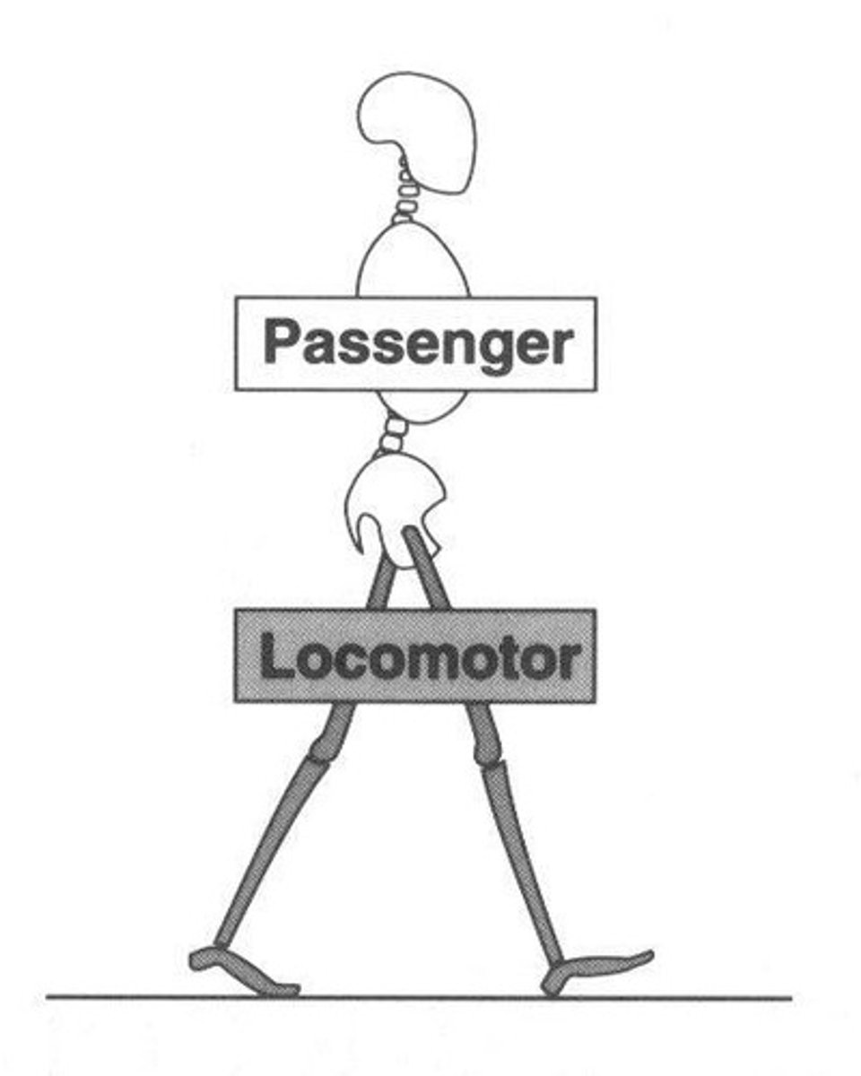 <p>way in which an animal moves about, e.g., swimming, flying, crawling, or climbing, among others.</p>