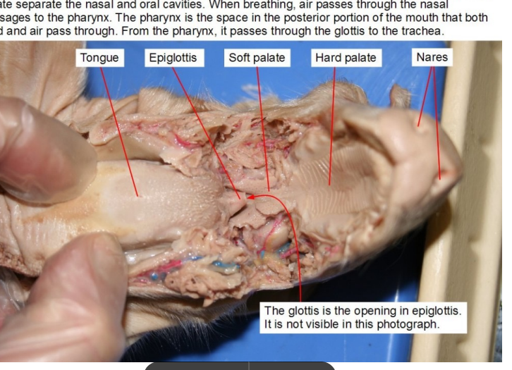 <p>acts as a barrier to prevent food from entering the nasal cavity during swallowing</p><p></p>