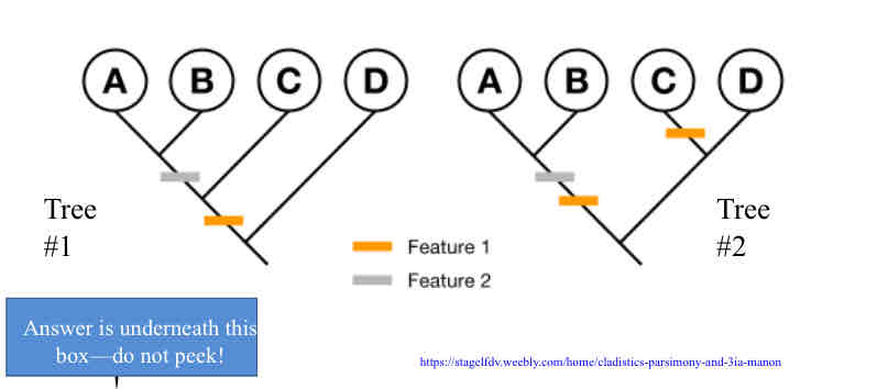 <p>Practice Question (<em>Parismony</em>) - Which tree below is most parsimonious (has the maximum parsimony)?</p>