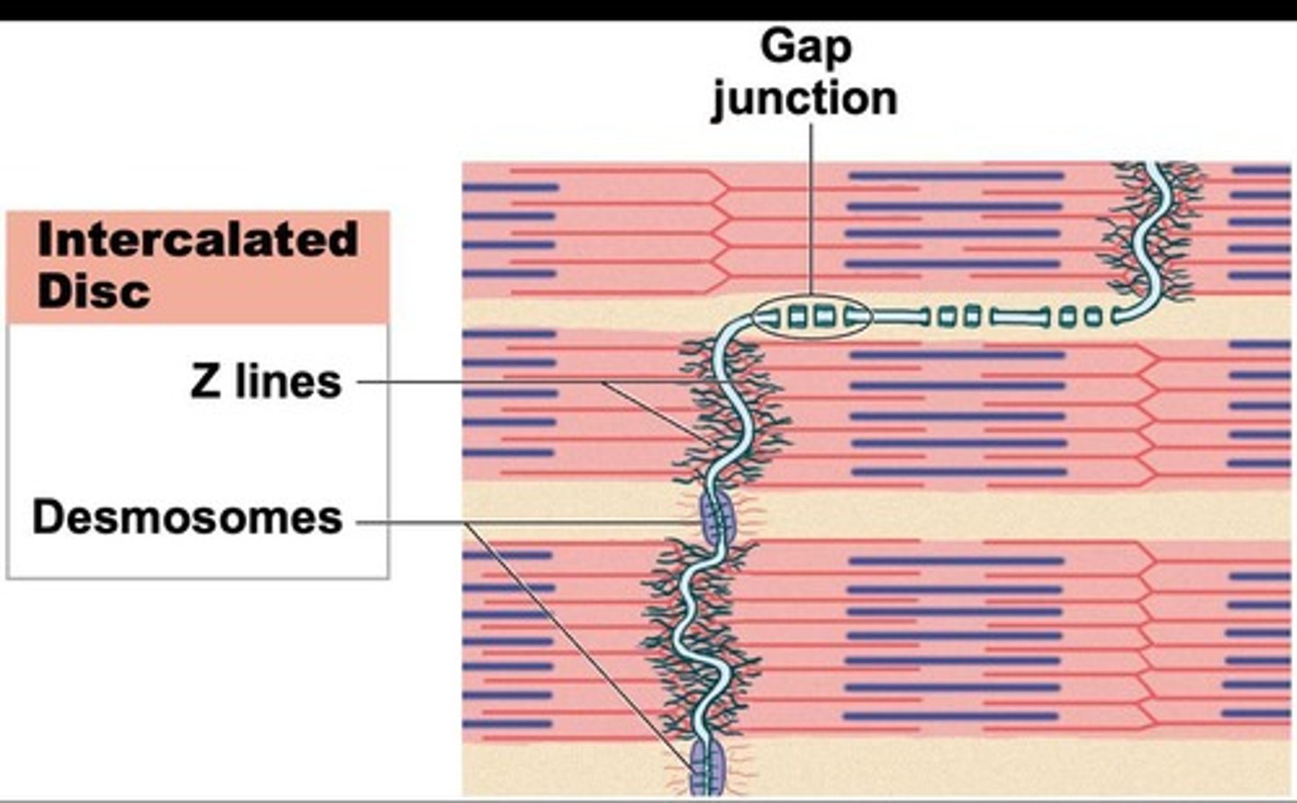 <p>Structures linking cardiac myocyte plasma membranes.</p>