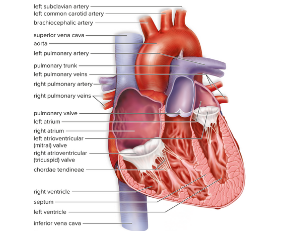 <ul><li><p><strong>Septum</strong>: Wall between two cavities; in the human heart, a septum separates the right side from the left side. Lies within the heart</p></li><li><p><strong>Atria</strong>: The upper chambers of the heart, either the left atrium or the right atrium, that receive blood.</p></li><li><p><strong>Ventricle</strong>: Cavity of an organ, such as a lower chamber of the heart or the ventricles of the brain.</p></li></ul><p></p>