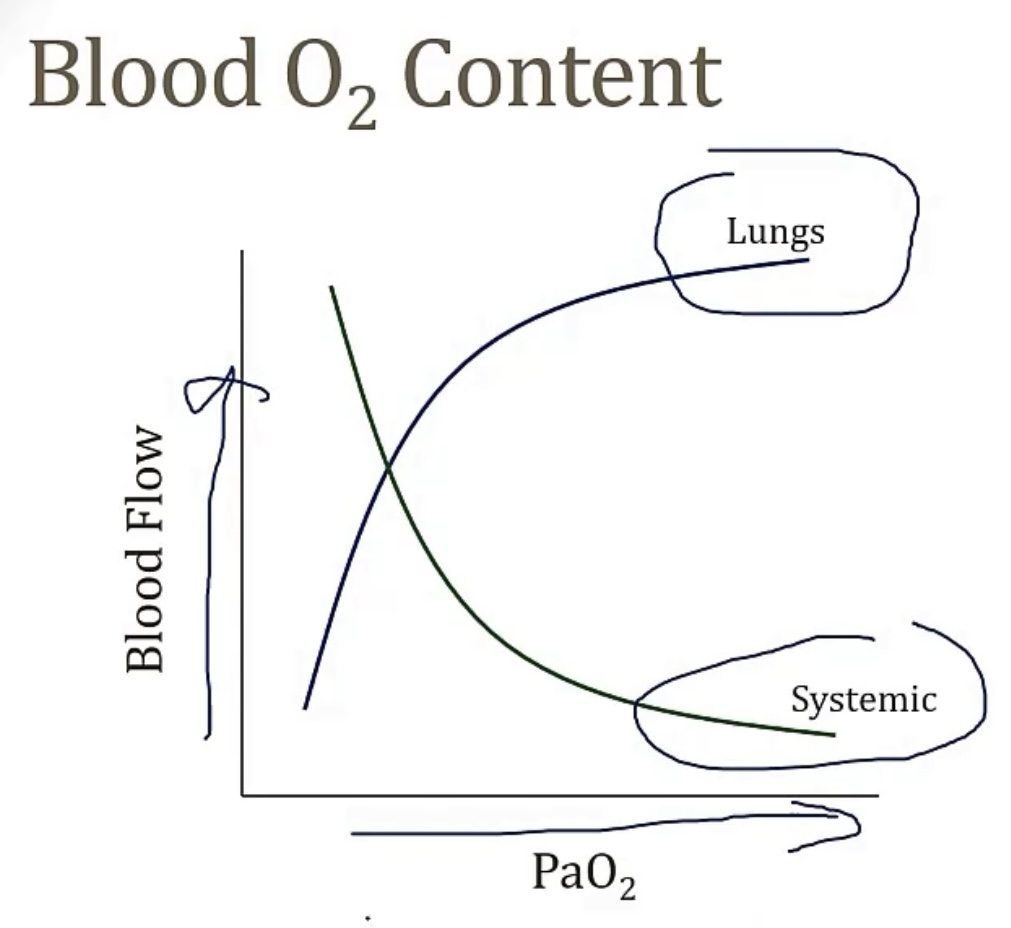 <p>-low pressure system</p><p>-thin; low</p><p>-vasoconstrict; decreases; to more ventilated areas</p><p>-low O2 states in the fetus create vasoconstriction, so when the baby is born, and it enters the world, with a high O2 content, then the lung arteries automatically dilate</p>