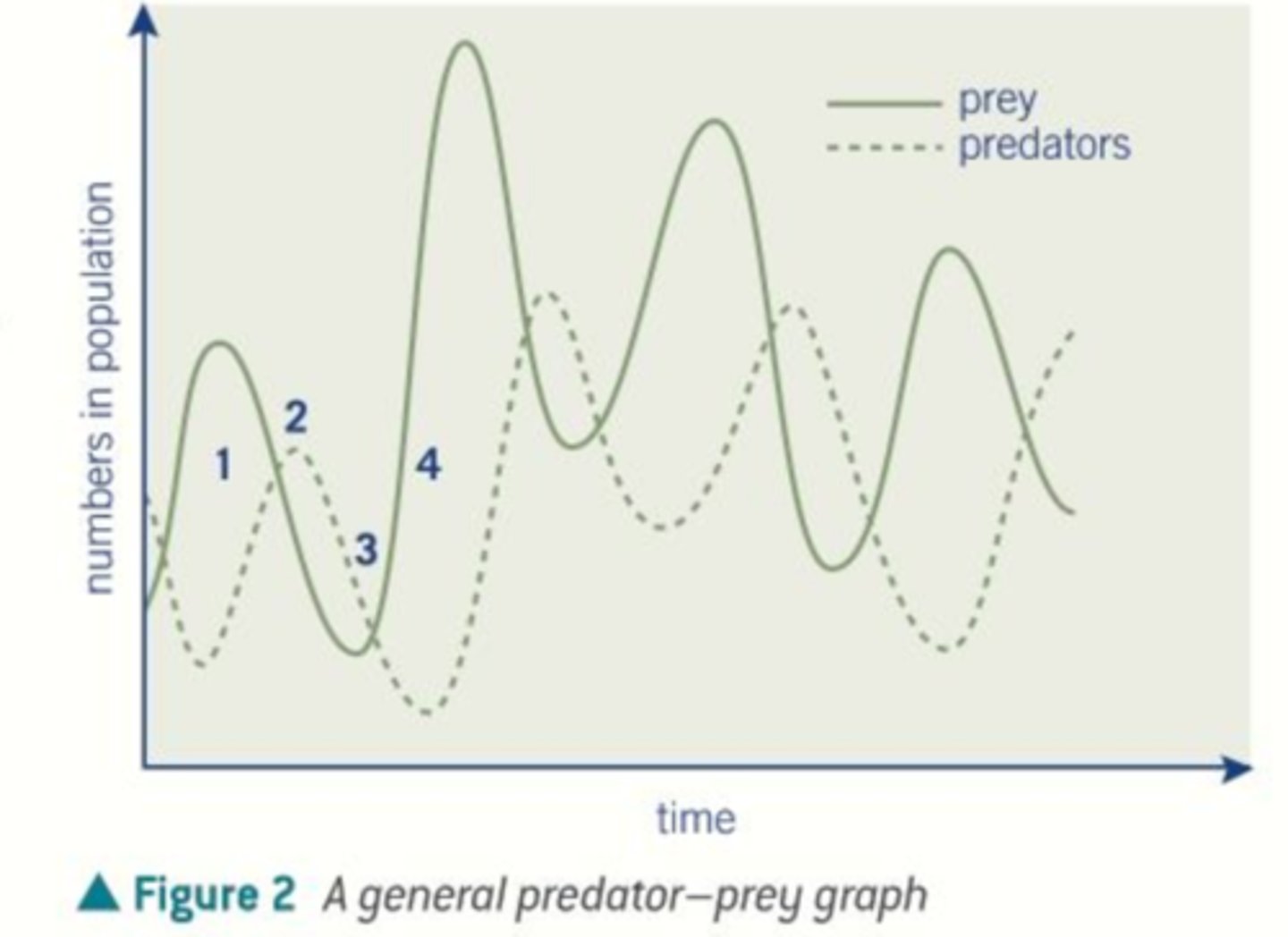 <p>This is a graph that has peaks and valleys for two different species with the prey population greater than the predator graph. The predator graph lags behind the prey graph.</p>