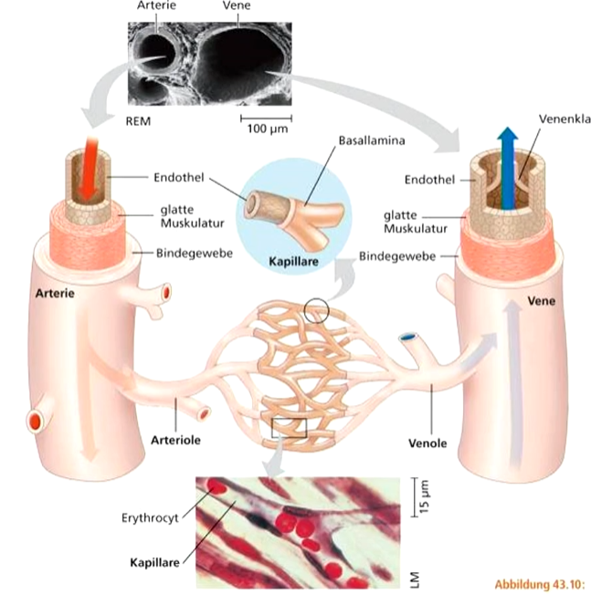 **Arterie**: dicke elastische Wand mit glatter Muskulatur; hoher Blutdruck 

**Kapillaren**: sehr dünne Wand erlaubt Stoffaustausch 

**Vene**: elastische Wand zum Teil mit glatter Muskulatur und Ventilklappen, die Strömungsrichtung festlegen; geringer Blutdruck