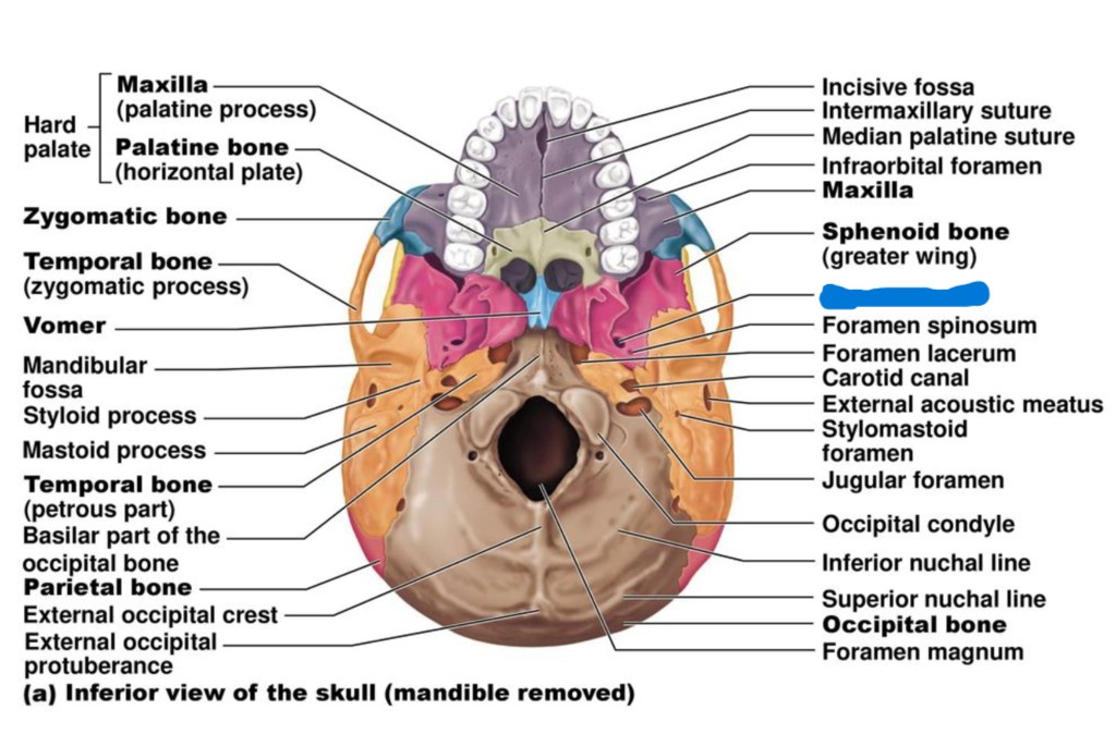 <p>Which part of the skull?</p>