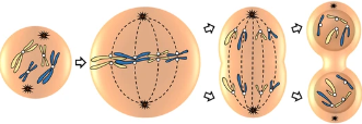 <p>states of mitosis (without interphase)</p>