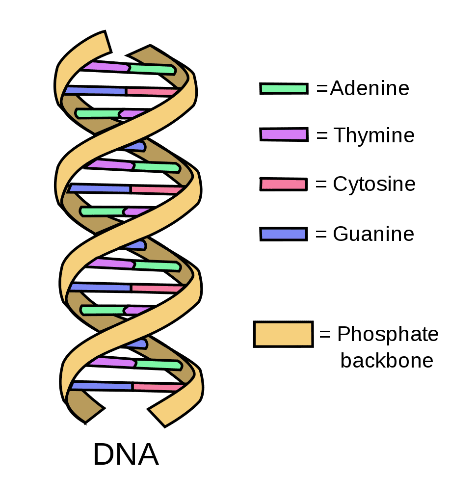 <p>Adenine only pairs with Thymine whereas Guanine only pairs with Cytosine.</p>