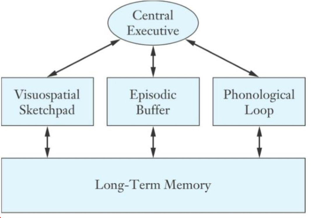 <p>emphasizes how attention and conscious processing mediate the memory encoding</p><ul><li><p>working memory can involve active manipulation of multiple sensory modalities simultaneously</p></li></ul><p></p><p>components: central executive, visuospatial sketchpad, episodic buff, phonological loop, long term memory</p><p></p><p>Ex: we can read while listening to music</p><p></p>