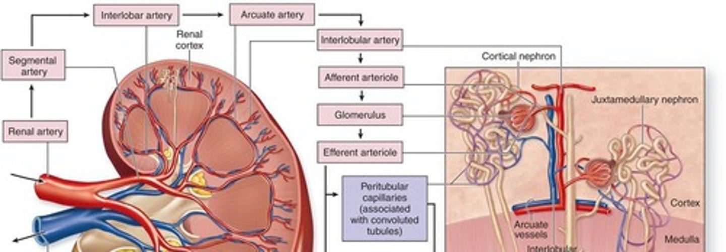 <p>Enters microscopic filtering units of the kidney.</p>