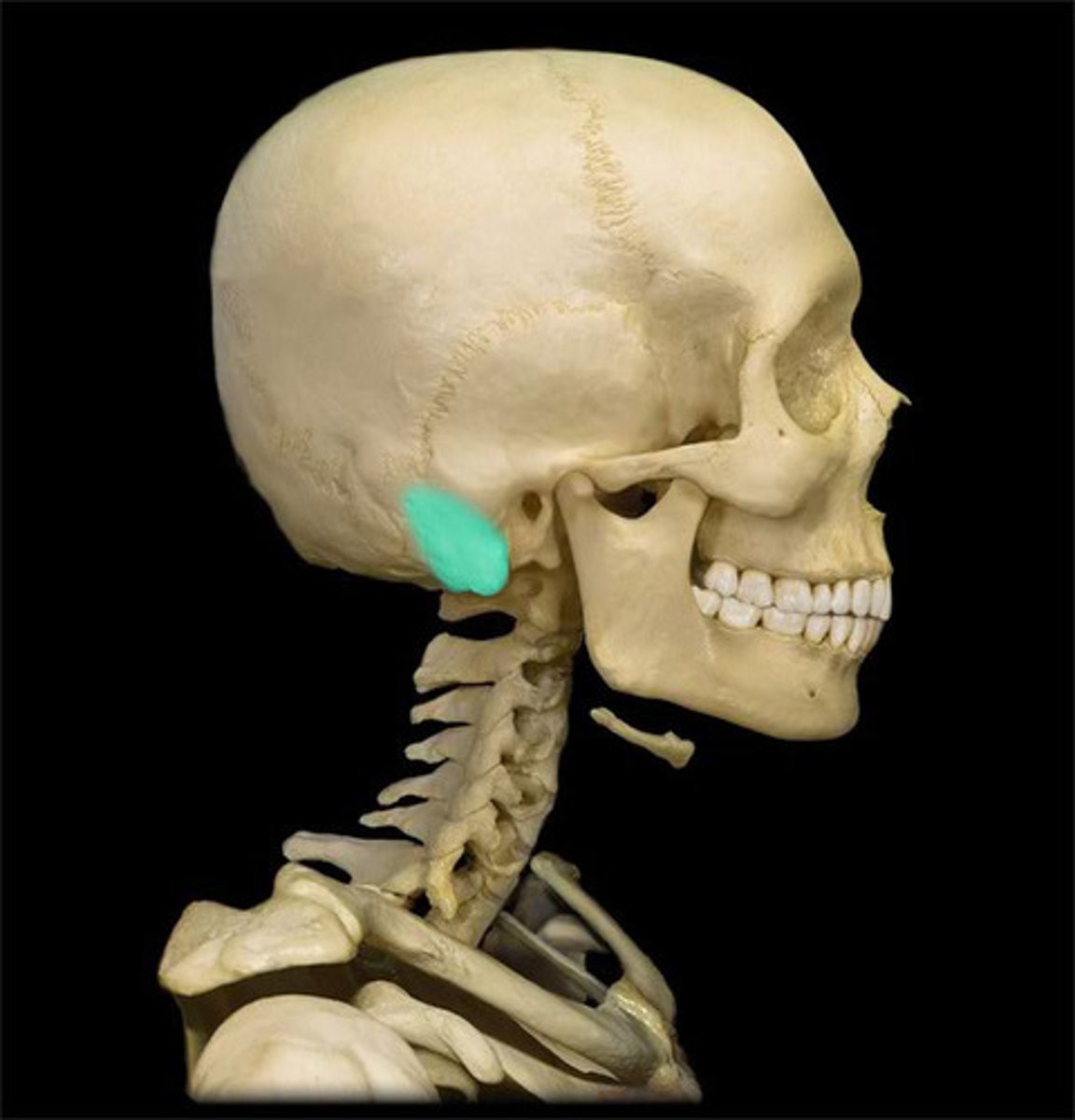 <p>rounded process of the temporal bone posterior to the styloid process and extending inferiorly.</p>