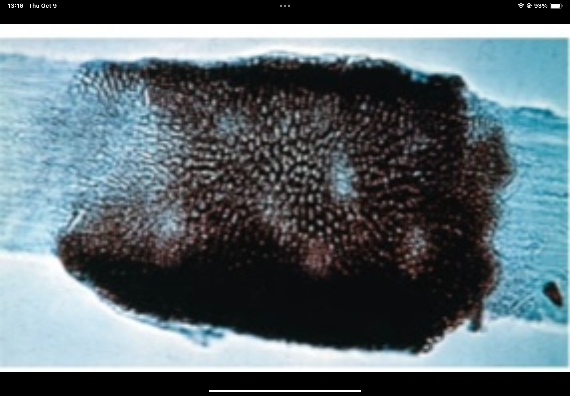 term image