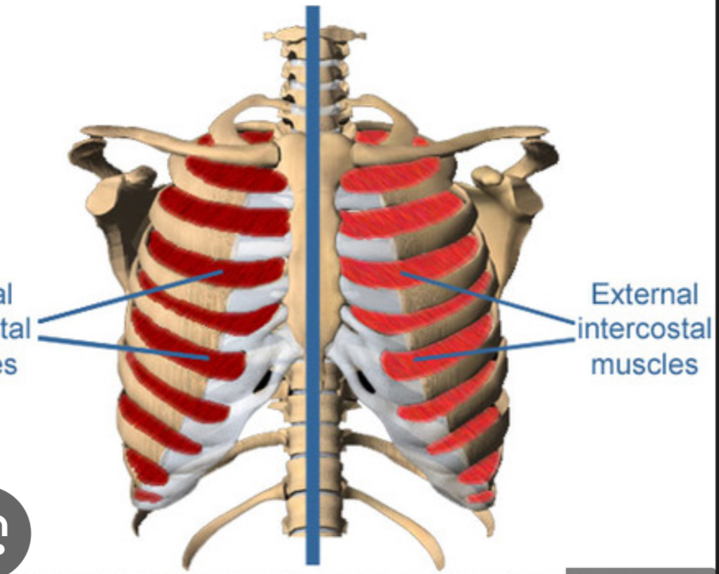 <ul><li><p>located between the ribs, deep to the external intercostals</p></li></ul>