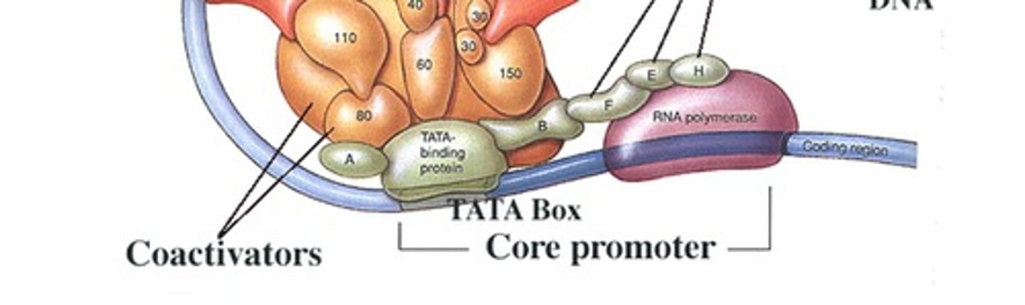 <p>It is a promoter sequence that helps initiate transcription in eukaryotic genes.</p>
